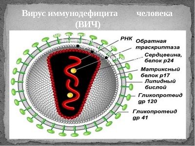 Найден новый очаг скопления ВИЧ-инфекции в организме